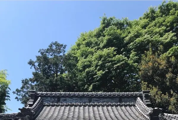 川越熊野神社の写真・動画_image_547855