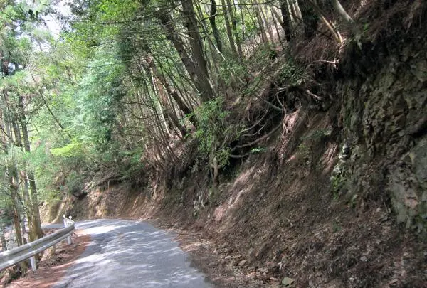 嵐山の写真・動画_image_547897