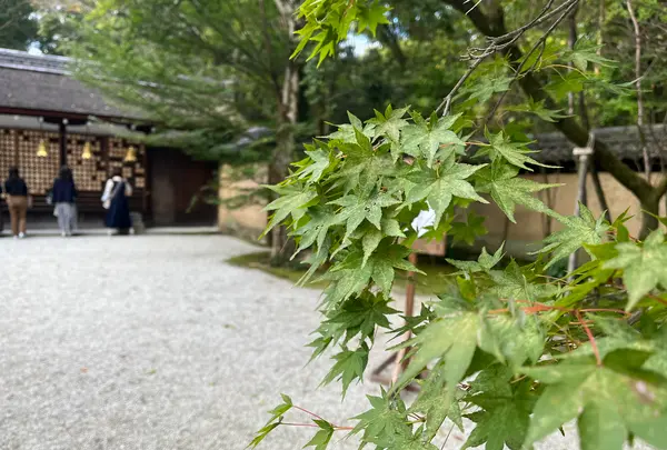 河合神社の写真・動画_image_558027