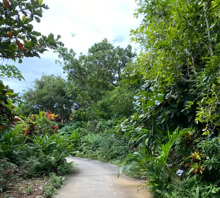 まいぱり 宮古島熱帯果樹園の写真・動画_image_581637
