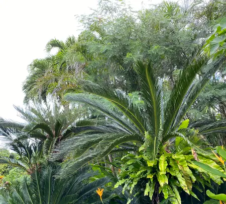 まいぱり 宮古島熱帯果樹園の写真・動画_image_581638