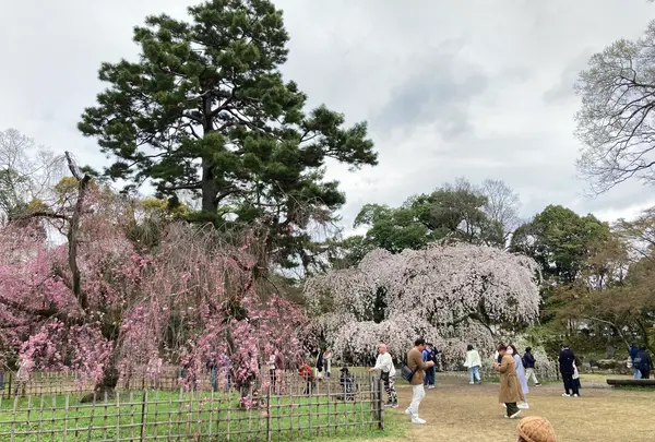 近衛邸跡の枝垂れ桜の写真・動画_image_592048