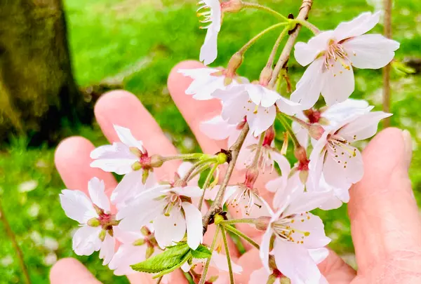 近衛邸跡の枝垂れ桜の写真・動画_image_592049