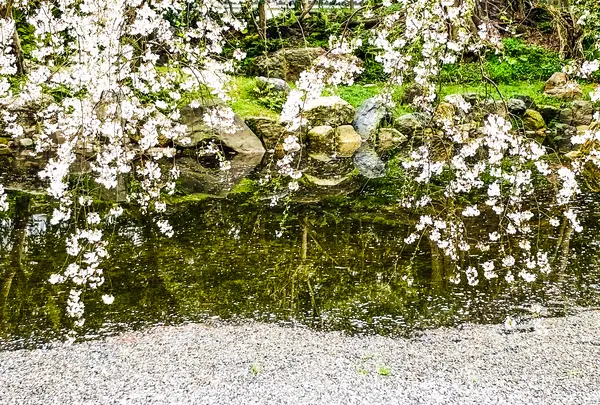 近衛邸跡の枝垂れ桜の写真・動画_image_592050