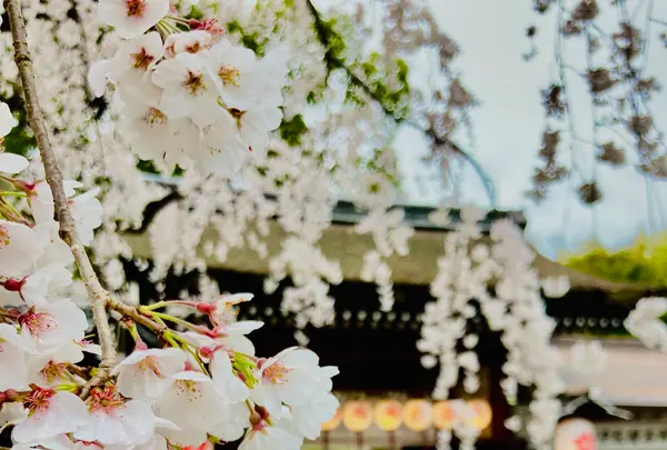 平野神社の写真・動画_image_592068
