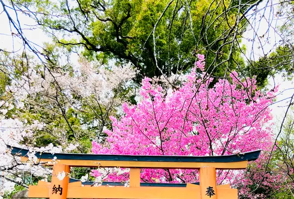 平野神社の写真・動画_image_592073