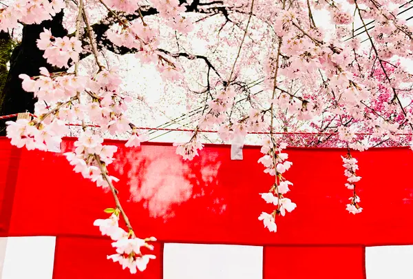 平野神社の写真・動画_image_592074