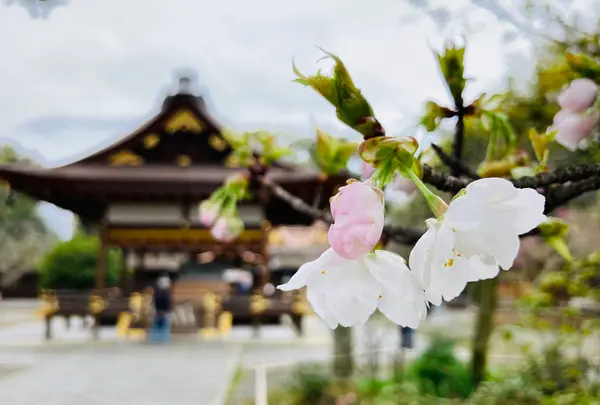平野神社の写真・動画_image_592443
