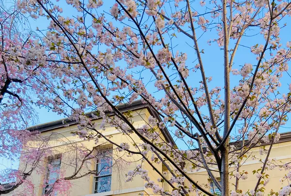京都府庁 旧本館の写真・動画_image_593163
