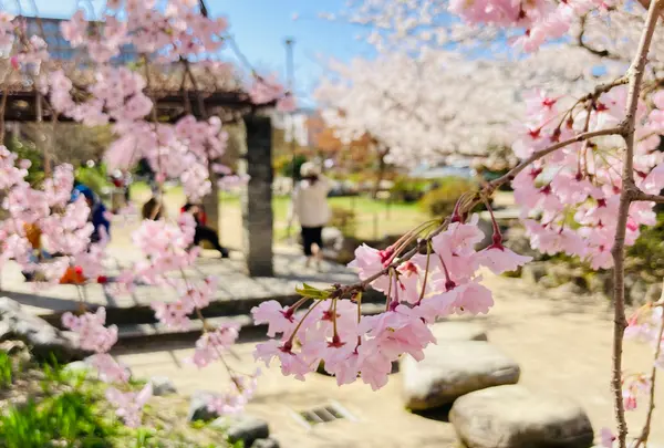 桜井公園の写真・動画_image_593194