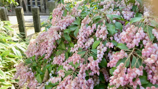 桜井公園の写真・動画_image_593195