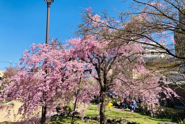 桜井公園の写真・動画_image_593197