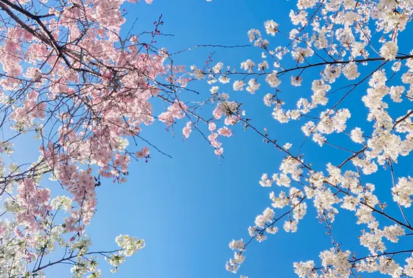 桜井公園の写真・動画_image_593200