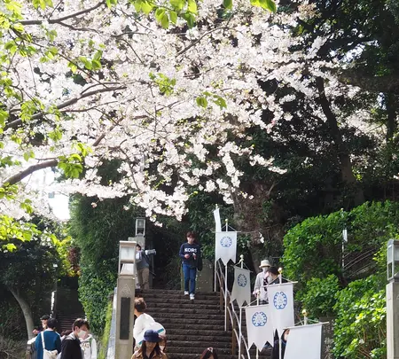 江島神社 辺津宮の写真・動画_image_594665