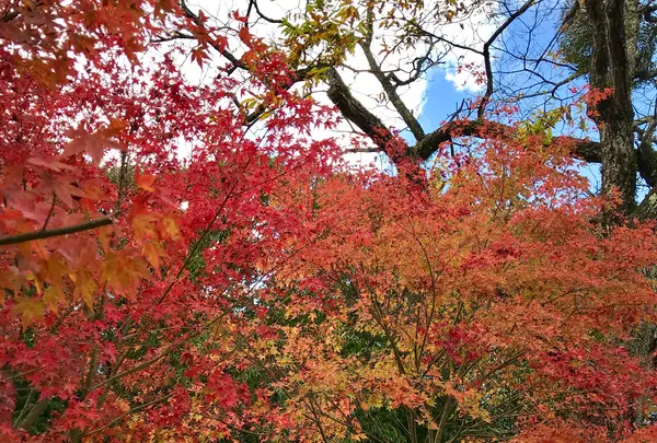 雲場池の写真・動画_image_601422