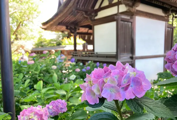 藤森神社の写真・動画_image_602549