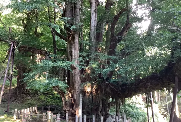 菩提寺の写真・動画_image_627489