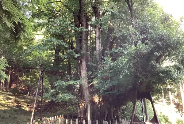 菩提寺の写真・動画_image_627492