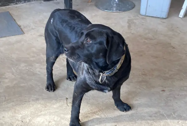 看板犬のラブラドール