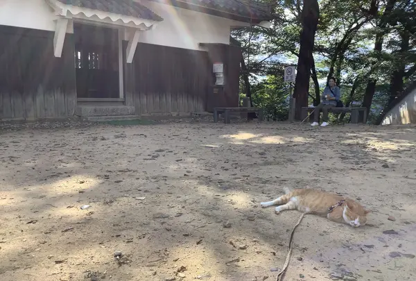 備中松山城の写真・動画_image_628993