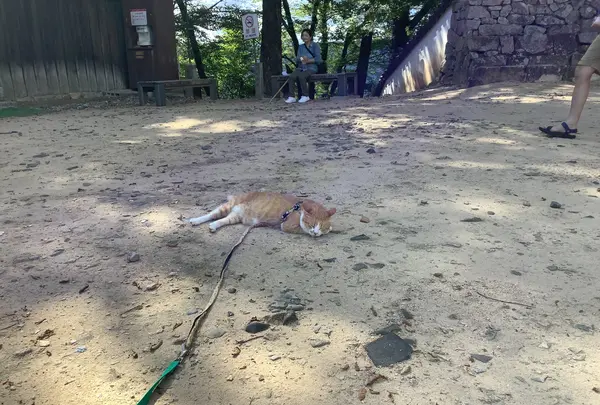 備中松山城の写真・動画_image_628995