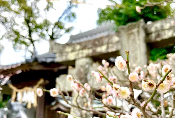 唐津神社の写真・動画_image_636168
