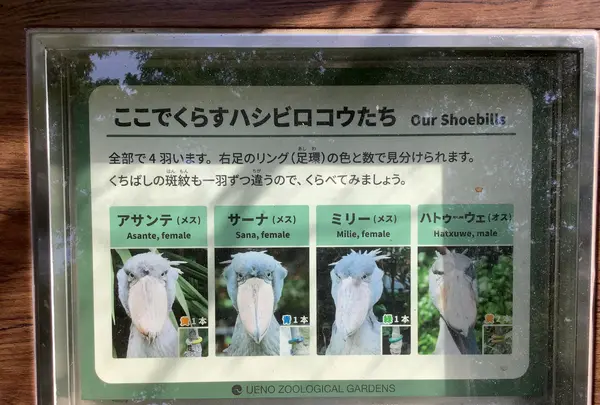 上野動物園の写真・動画_image_642774