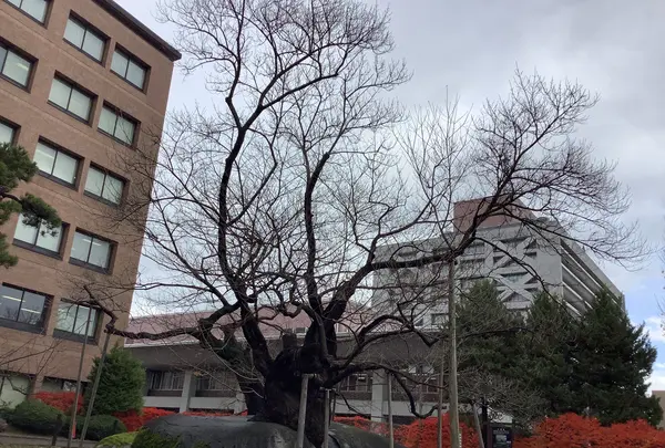 石割桜の写真・動画_image_655977