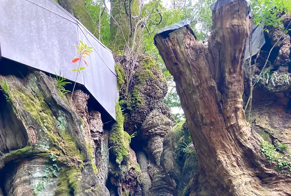 來宮神社の写真・動画_image_671231