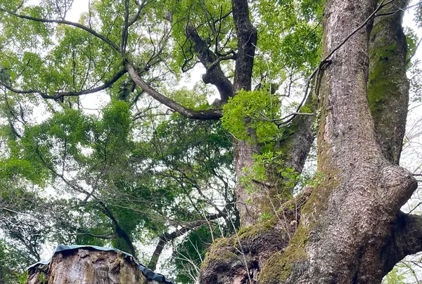 來宮神社の写真・動画_image_671235