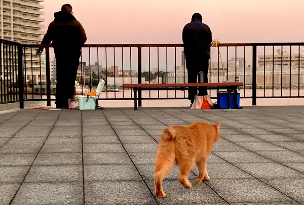 港のにゃんこ