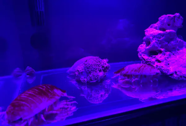 ほたるいかミュージアムの写真・動画_image_677536