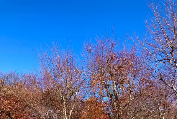 山中湖花の都公園の写真・動画_image_680532