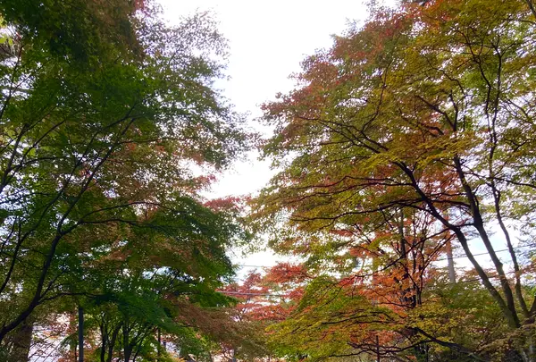 白根神社の写真・動画_image_680601