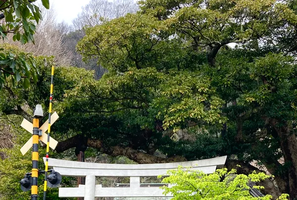 御霊神社の写真・動画_image_680693