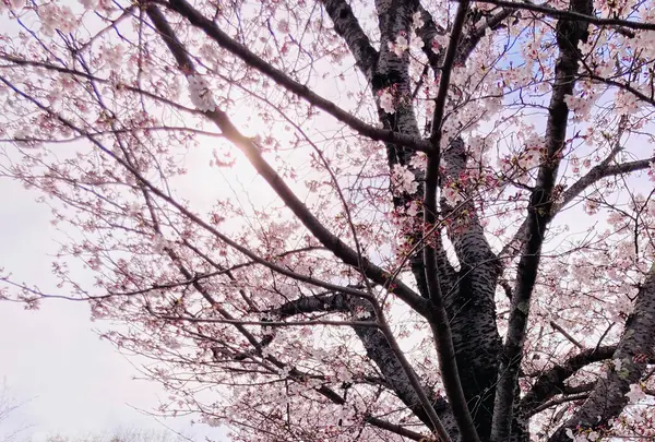 広沢池の写真・動画_image_681041