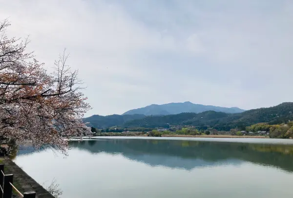 広沢池の写真・動画_image_681042