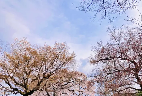 池の茶屋の写真・動画_image_681045