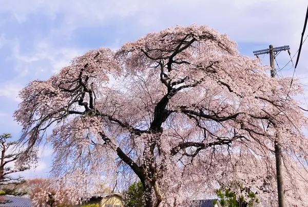池の茶屋の写真・動画_image_681046
