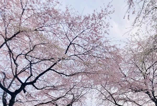 桜守 佐野藤右衛門邸の写真・動画_image_681049