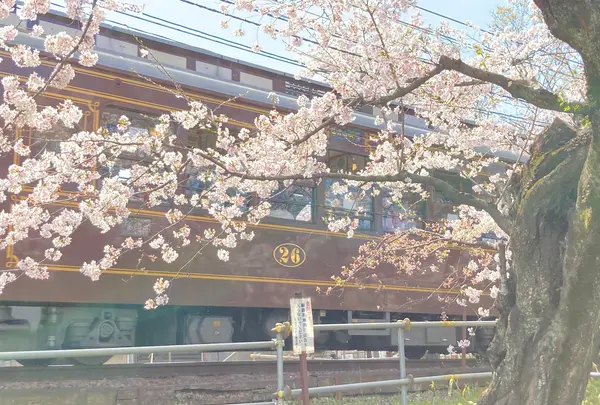 宇多野駅の写真・動画_image_681052