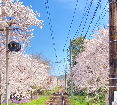 宇多野駅の写真・動画_image_681053