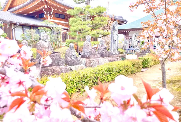 仁和寺の写真・動画_image_681063