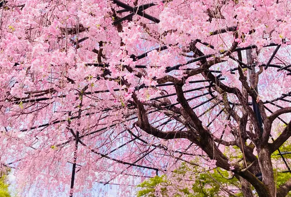 退蔵院の写真・動画_image_681089