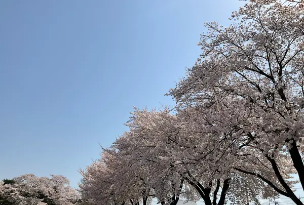 黒磯公園の写真・動画_image_681584