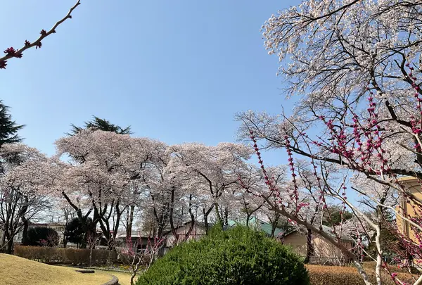 黒磯公園の写真・動画_image_681586