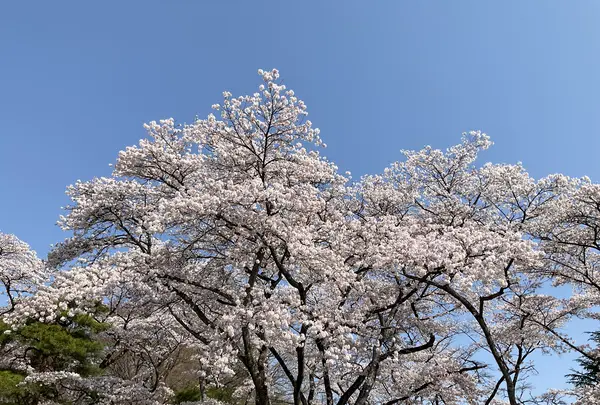 黒磯公園の写真・動画_image_681587