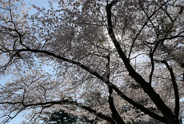 黒磯公園の写真・動画_image_681588