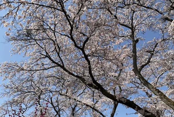 黒磯公園の写真・動画_image_681590