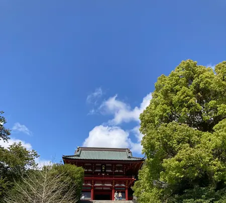 鶴岡八幡宮の写真・動画_image_682158